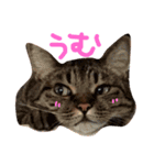 ちょる（個別スタンプ：6）