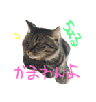 ちょる（個別スタンプ：9）