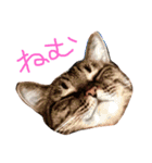 ちょる（個別スタンプ：15）