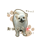 わんず*（個別スタンプ：1）