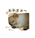 わんず*（個別スタンプ：3）