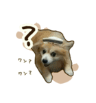 わんず*（個別スタンプ：4）