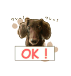 わんず*（個別スタンプ：5）
