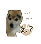 わんず*（個別スタンプ：7）
