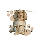 わんず*（個別スタンプ：9）