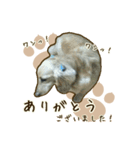 わんず*（個別スタンプ：10）