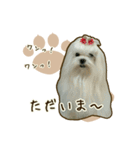 わんず*（個別スタンプ：11）