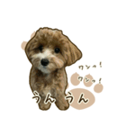 わんず*（個別スタンプ：14）