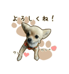 わんず*（個別スタンプ：15）