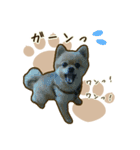 わんず*（個別スタンプ：19）