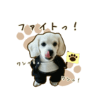 わんず*（個別スタンプ：20）