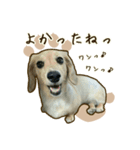 わんず*（個別スタンプ：21）