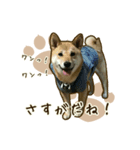 わんず*（個別スタンプ：22）