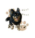 わんず*（個別スタンプ：25）