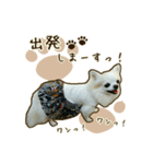 わんず*（個別スタンプ：27）