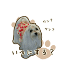 わんず*（個別スタンプ：30）