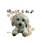 わんず*（個別スタンプ：31）