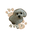 わんず*（個別スタンプ：32）