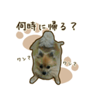 わんず*（個別スタンプ：33）