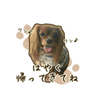 わんず*（個別スタンプ：34）
