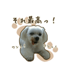 わんず*（個別スタンプ：35）