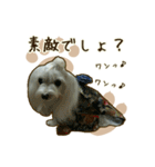 わんず*（個別スタンプ：36）