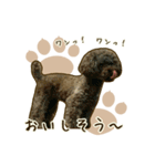 わんず*（個別スタンプ：37）
