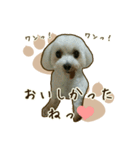 わんず*（個別スタンプ：38）