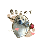 わんず*（個別スタンプ：39）