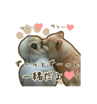 わんず*（個別スタンプ：40）