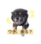hayanoChildren（個別スタンプ：32）