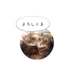 dotarrow bengal（個別スタンプ：1）