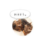 dotarrow bengal（個別スタンプ：2）