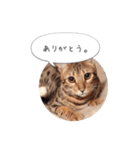 dotarrow bengal（個別スタンプ：3）