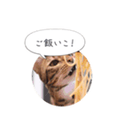 dotarrow bengal（個別スタンプ：4）