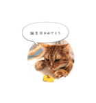 dotarrow bengal（個別スタンプ：5）