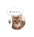 dotarrow bengal（個別スタンプ：6）