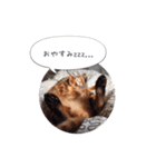 dotarrow bengal（個別スタンプ：7）