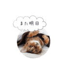 dotarrow bengal（個別スタンプ：9）