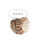dotarrow bengal（個別スタンプ：10）