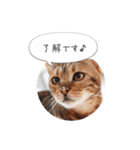 dotarrow bengal（個別スタンプ：11）