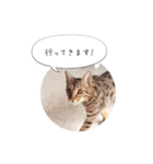 dotarrow bengal（個別スタンプ：12）