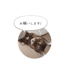 dotarrow bengal（個別スタンプ：13）