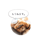 dotarrow bengal（個別スタンプ：14）