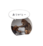 dotarrow bengal（個別スタンプ：15）