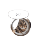 dotarrow bengal（個別スタンプ：16）