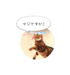 dotarrow bengal（個別スタンプ：17）