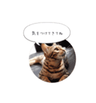 dotarrow bengal（個別スタンプ：18）