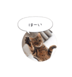 dotarrow bengal（個別スタンプ：19）