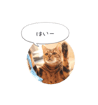 dotarrow bengal（個別スタンプ：20）